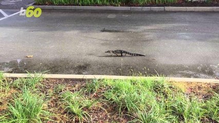 Tiny Alligator Spotted Walking Down the Street in Florida