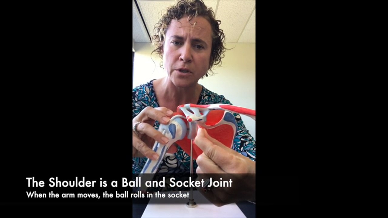 What is the Rotator Cuff? How does the Rotator Cuff work?