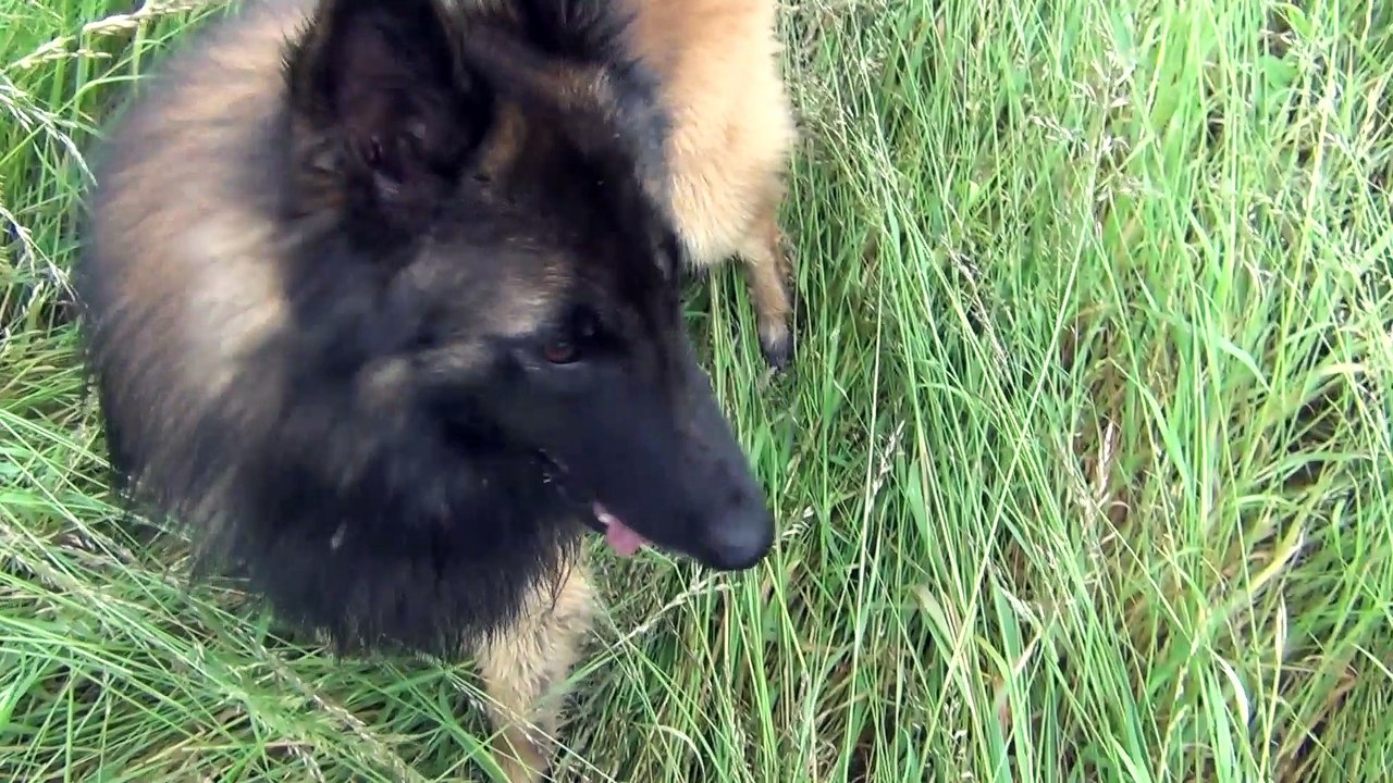 Just a Belieber des canis du Brabant - chien de berger Belge Tervueren - Pocahontas - L'air du vent