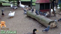 Goose Pigeon Swan in farm animals - Farm Animals vide