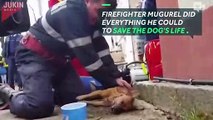 Firefighter performs CPR on dying dog-mpPSAsLXc0U