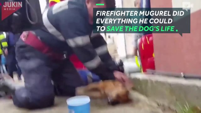 Firefighter performs CPR on dying dog-mpPSAsLXc0U