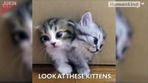Magical box releases kittens, kittens, and more kittens-DnQz1SDdAAM