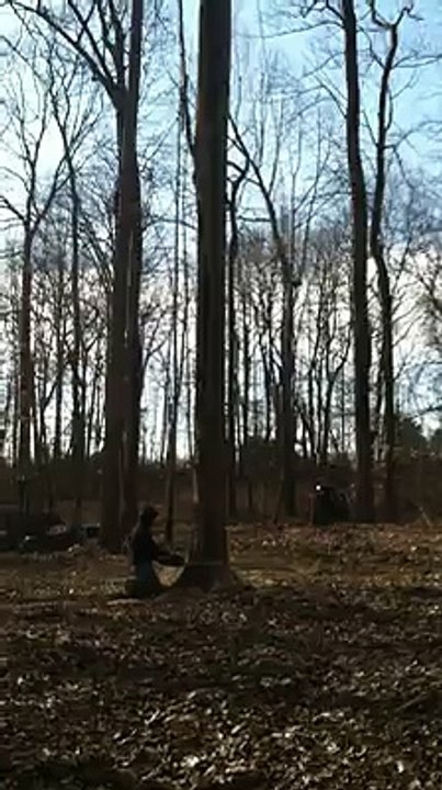 Tree Service & Tree Removal In Maryland