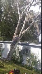 Cutting a Tree Goes Wrong