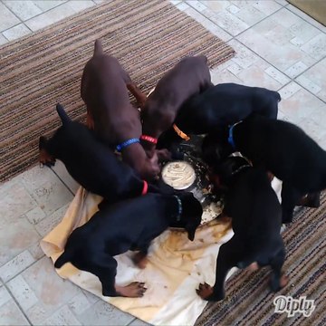 Mieux qu un Hand spinner, voici les chiens spinner