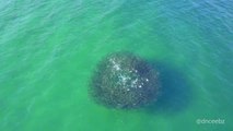 Un requin attaque un banc de poissons géant et il en résulte une chorégraphie incroyable