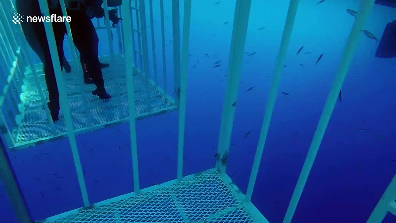 Terrifying moment great white shark breaks cage video Dailymotion