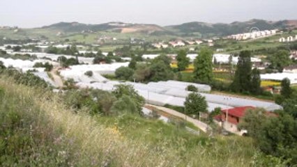 Yalova Kesme Çiçek Üretiminde Kabuğunu Kırdı - Yalova