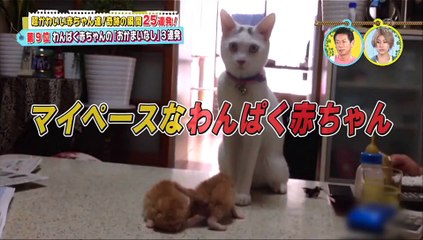超かわいい映像連発！どうぶつピース！！　9月30日　前半 part 2/2