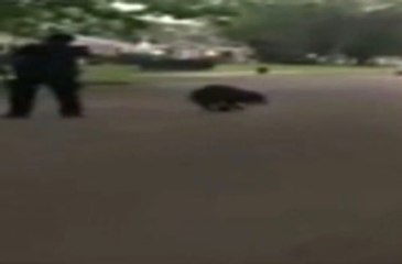 ABD'de Polis Köpeği Böyle Vurdu