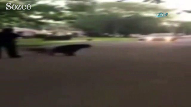 ABD’de polis köpeği böyle vurdu