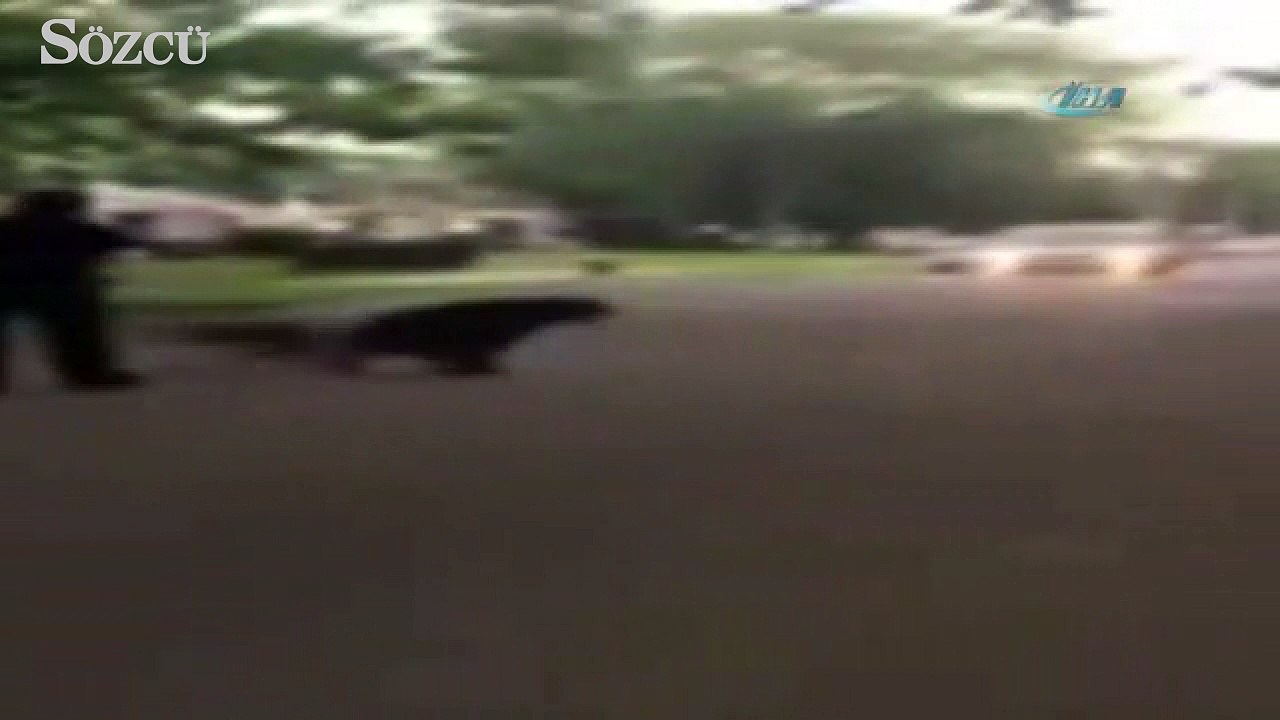 ABD’de polis köpeği böyle vurdu