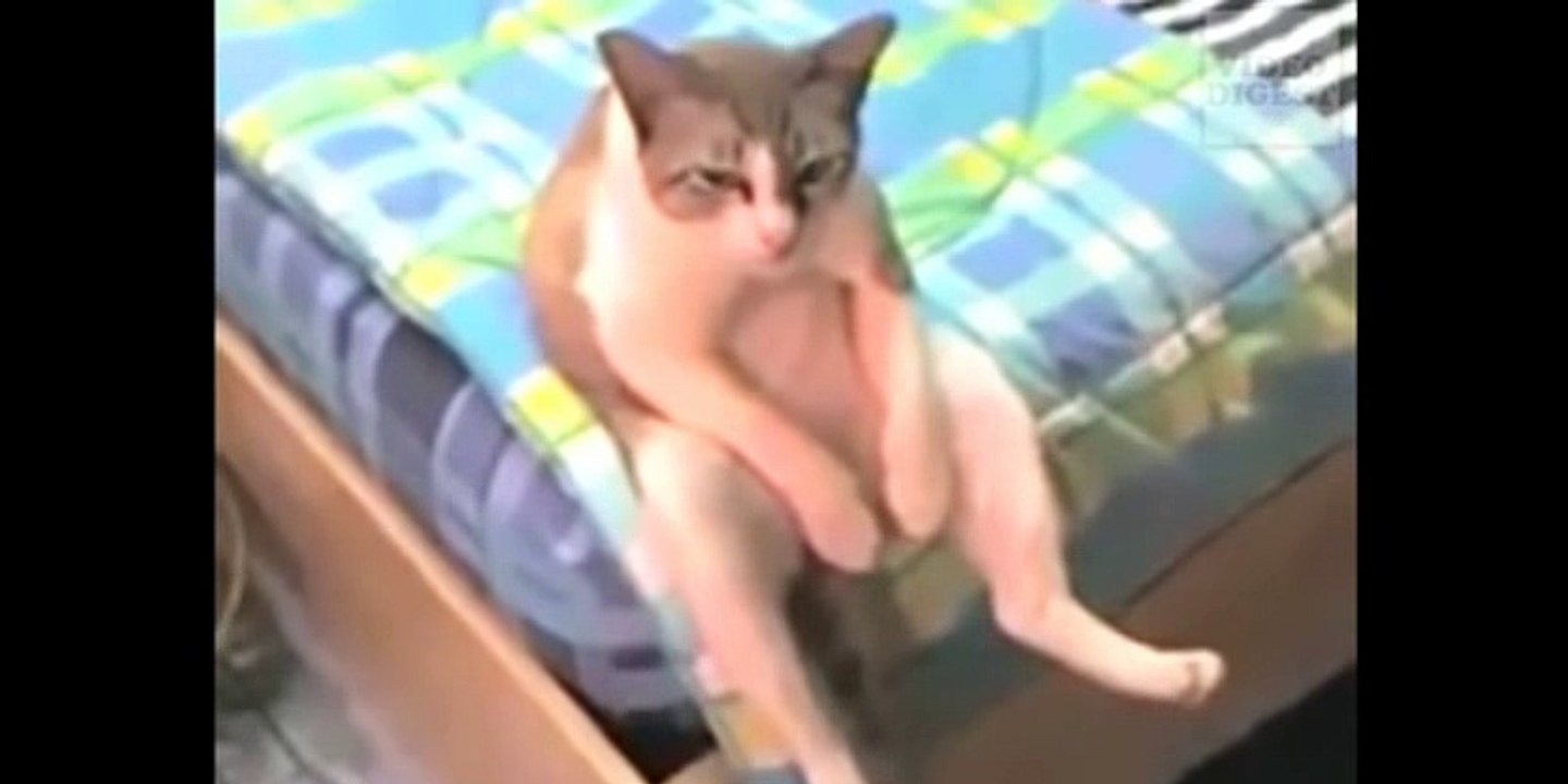 the cats foney vidio