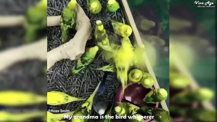 Beyond Vine Compilation Pt.9 (w/Titles) Funny Video Compilation March 2017 - Vine Age✔