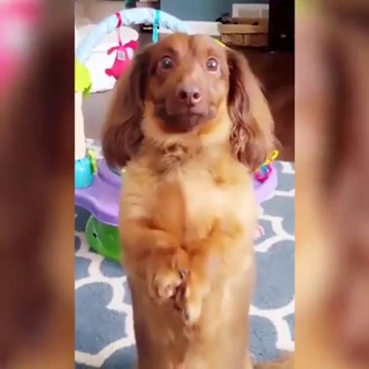 Drôles Gestes D'animaux