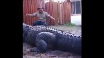 Chester The Gator Is A 13 Foot Beast