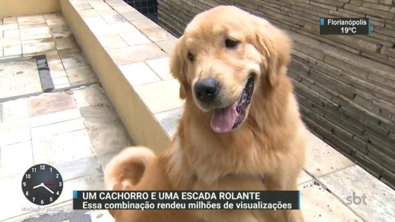 Cachorro vira celebridade na internet depois de dar uma volta no shopping