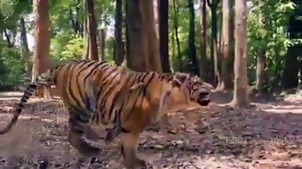 Male Lion Attacks a Buffalo but Gets Owned and Horned