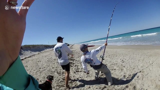 Fishermen catch big shark using drone