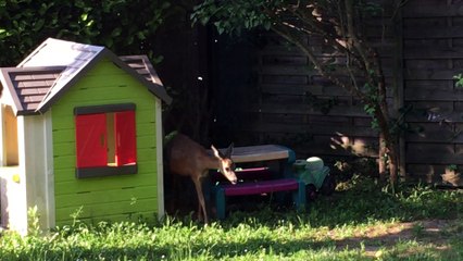 « La biche a-t-elle dormi dans la cabane des enfants ? »