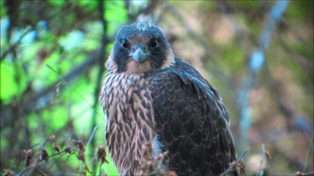 Jeune Faucon pèlerin sur pylone THT (54)