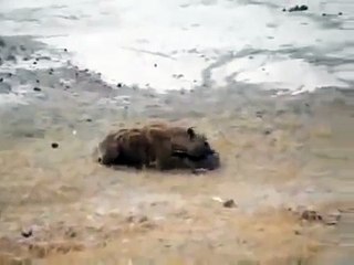 domuzu fıyyık fıyyık bağırtan çakal