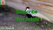 TURKEY in farm animals - Farm animal video for kids - Animais