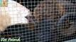 Sheep and lambs happy in his house on farm - Farm animals video for Kids - Animais TV