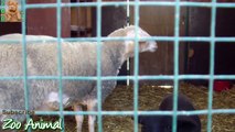 Sheep and happy in his house on farm - Farm animal
