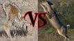 DEER VS COYOTES!! YOU WILL NOT BELIEVE WHO WINS THIS EPIC BATTLE!!