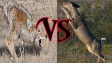 DEER VS COYOTES!! YOU WILL NOT BELIEVE WHO WINS THIS EPIC BATTLE!!