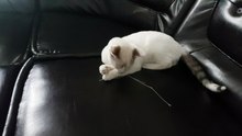 My cat  found something new to play