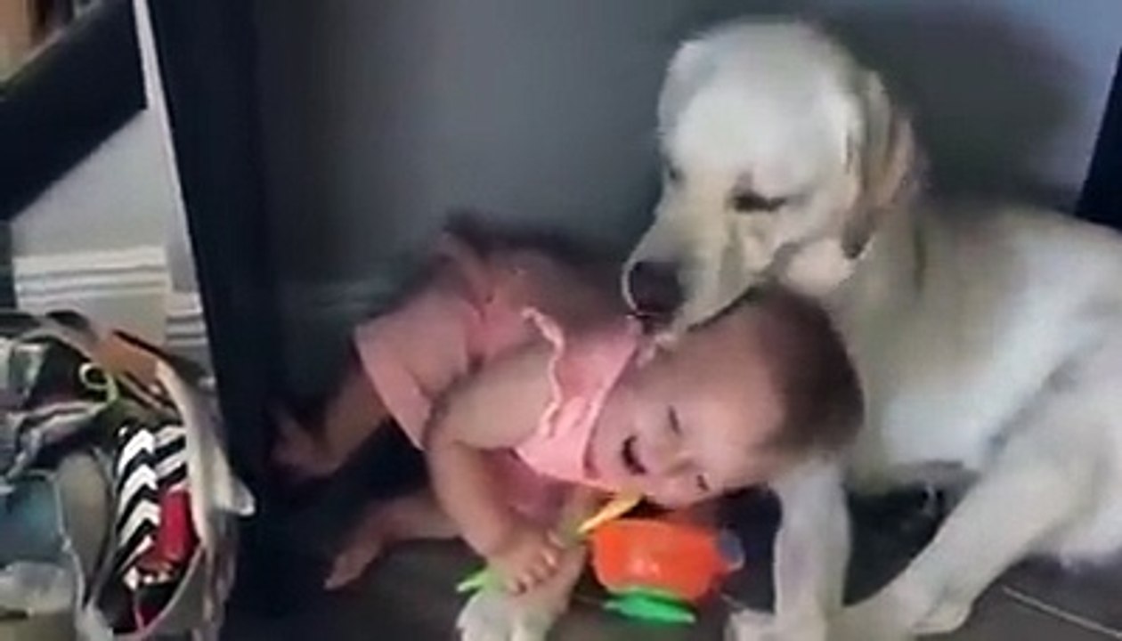 play with dog