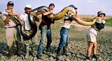 How This Anaconda Swallowed A Man