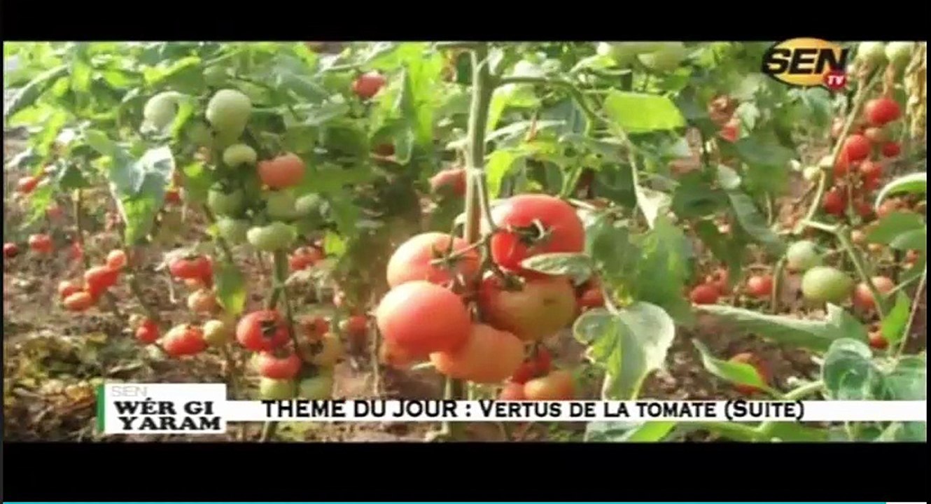 les vertus et secrets de la tomtate