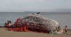 Eles encontraram uma Baleia morta na praia…quando viram o que ela tinha nada boca é assustador…