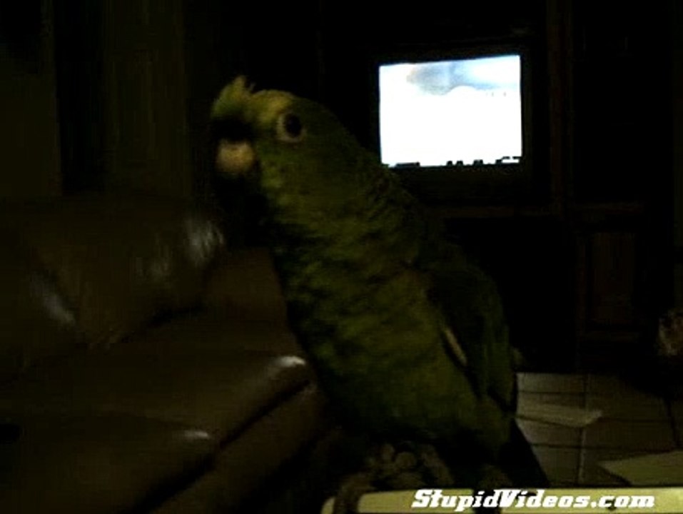 Reggae Parrot
