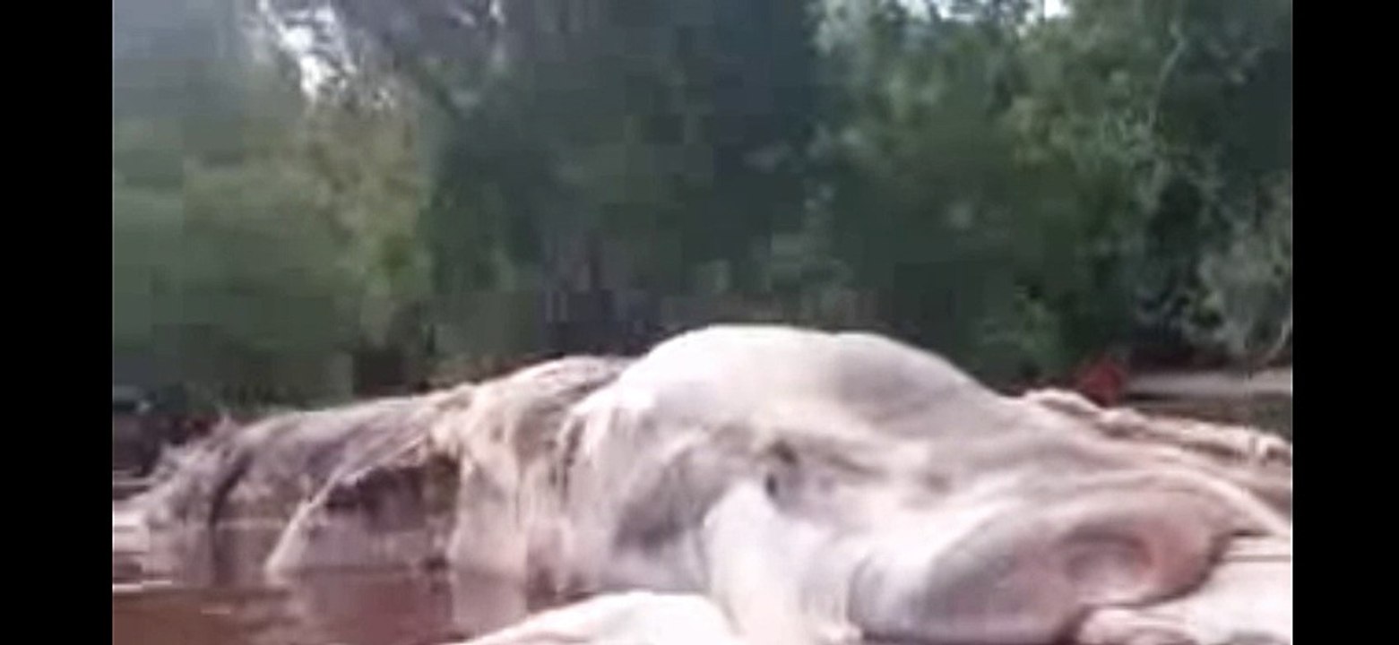 Massive sea creature washes ashore in Indonesia