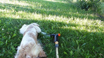 Figari se rafraîchit