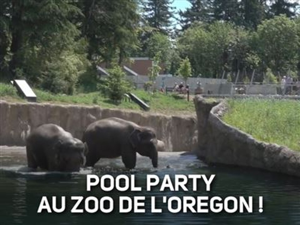 L'heure de la baignade pour ces 2 éléphants