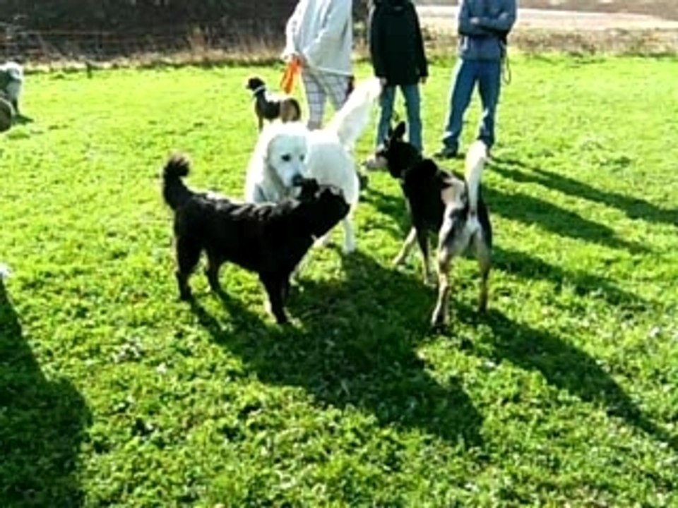 Luis à l'école des chiens