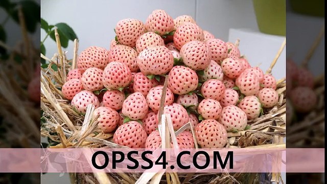 Pineberry 제주오피 OPSS4.COM 오피쓰 제주건마