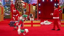 Olate Dogs - Dogs Do Flips and Perform Holiday Tricks - America's Got Talent 2016-aXFXGEtpi3k