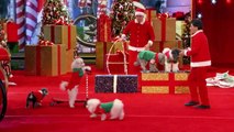 Olate Dogs - Dogs Do Flips and Perform Holiday Tricks - America's Got Talent 2016-aXFXGEtpi3k