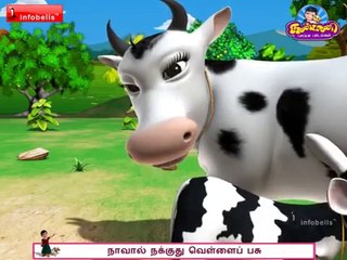 தோட்டத்தில் மேயுது வெள்ளை பசு