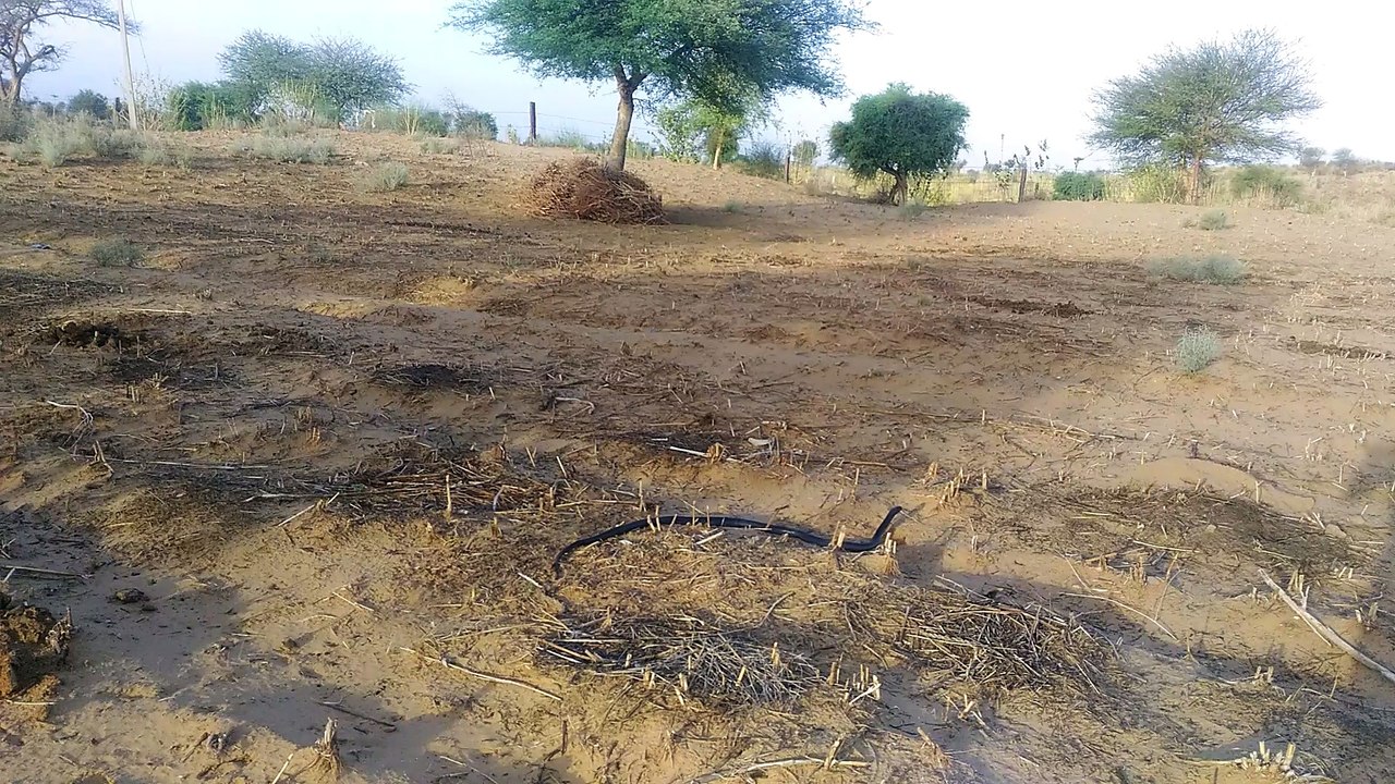 Snake dancing in field