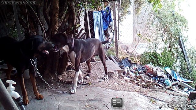 PELEA DE PERROS PERRO PANCHITO VS RAYITO TODOS ESTAN TENSOS POR EL CLIMA CALOR