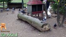 Real Duck Chickens Goose Pimals - Farm Animals video