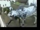 funny videos 2015 tra Animals Video - Punjabi Dubbing Video